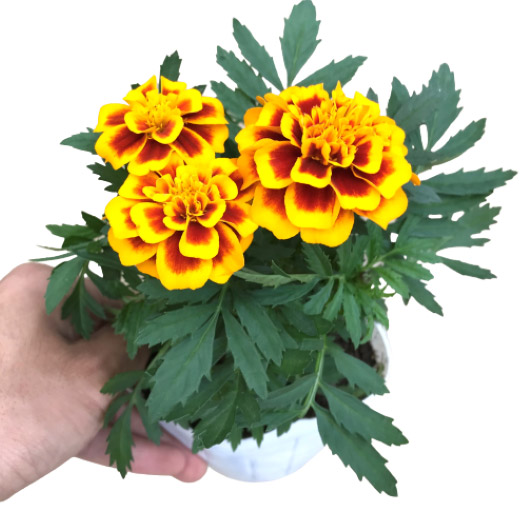 マリーゴールド フレンチ スーパーヒーロー シリーズ