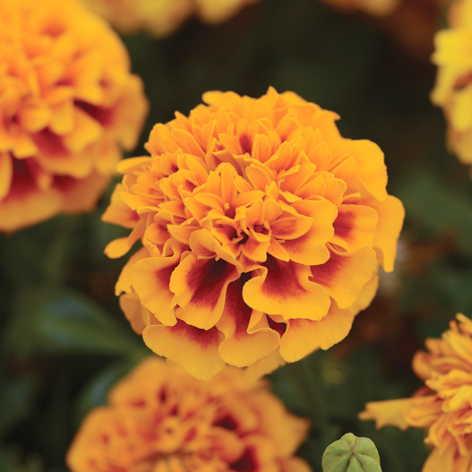 マリーゴールド フレンチ ホットパック シリーズ