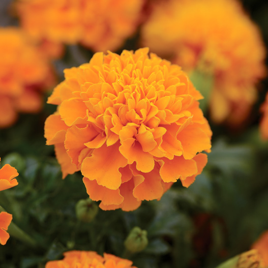 マリーゴールド フレンチ ホットパック シリーズ