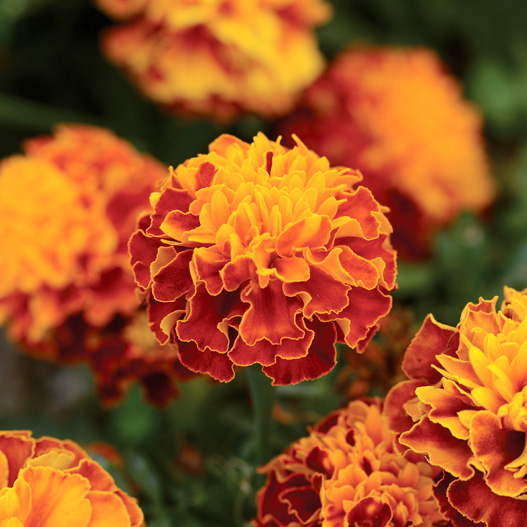 マリーゴールド フレンチ ホットパック シリーズ