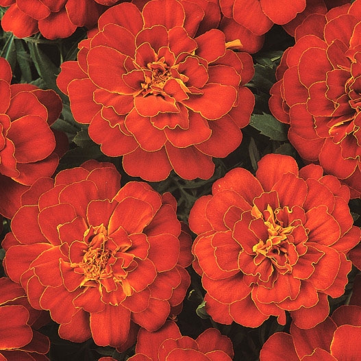 マリーゴールド フレンチ　デュランゴ シリーズ 