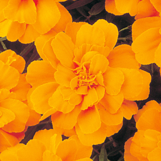 オレンジフレンチマリーゴールドの種(自然栽培) オレンジフレンチマリーゴールドの種(自然栽培) 低成長のポットマリー