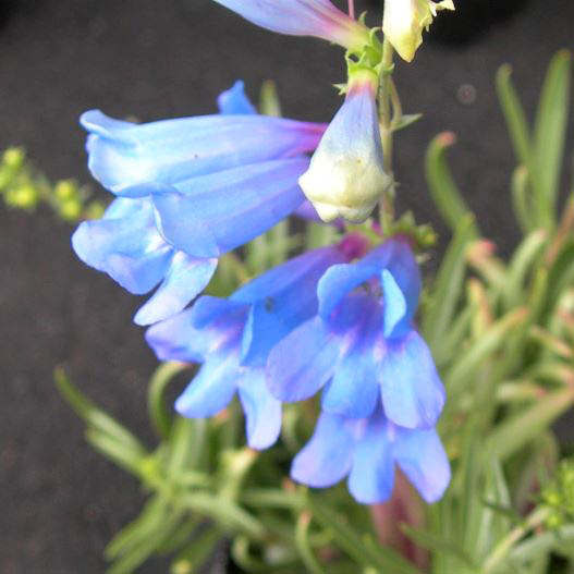 ペンステモン エレクトリックブルー