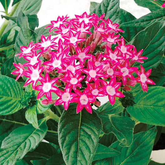 ペンタス F1 ギャラクシー シリーズ