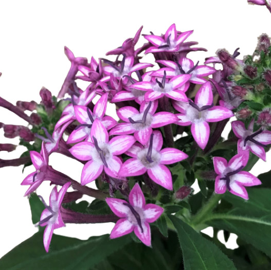 ペンタス F1 ギャラクシー シリーズ