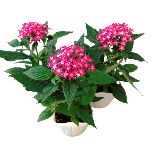 ペンタス F1 ギャラクシー シリーズ