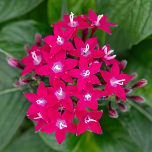 ペンタス F1　グラフィティ シリーズ 