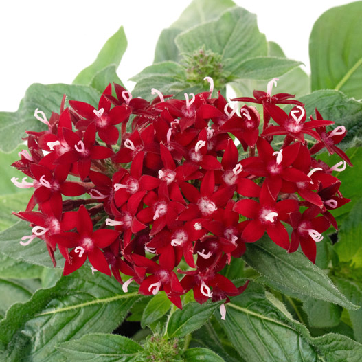 ペンタス F1　グラフィティ シリーズ 