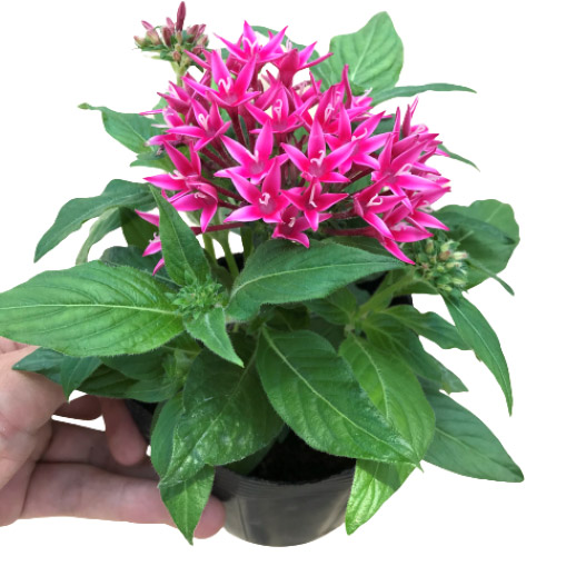 ペンタス F1　グラフィティ シリーズ 