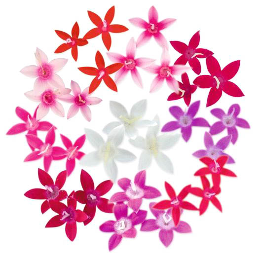 ペンタス F1　グラフィティ シリーズ 