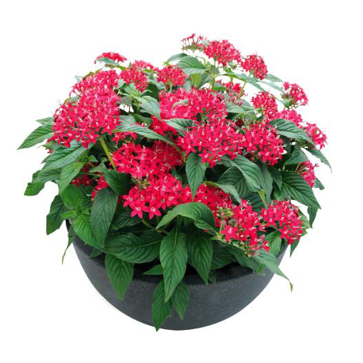 ペンタス F1　グラフィティ シリーズ 