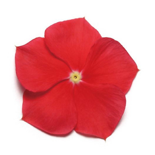 ビンカ パシフィカXP シリーズ