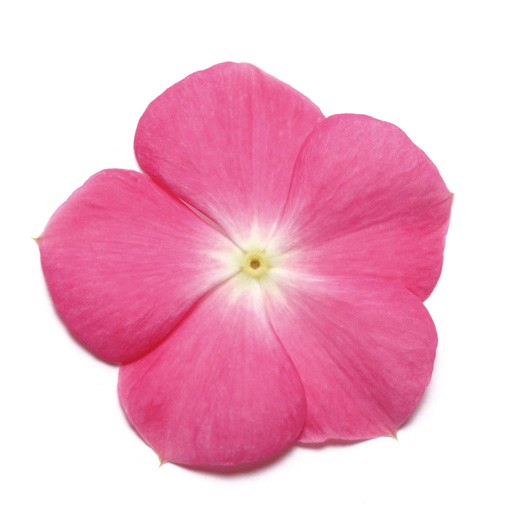 ビンカ パシフィカXP シリーズ