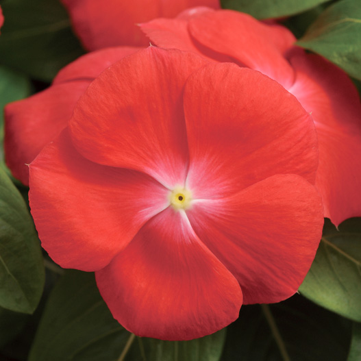 ビンカ パシフィカXP シリーズ