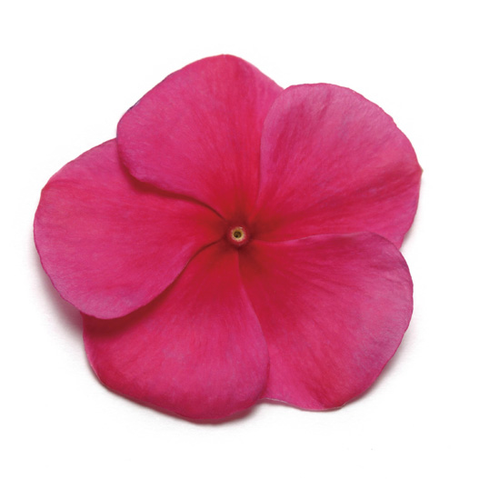 ビンカ パシフィカXP シリーズ