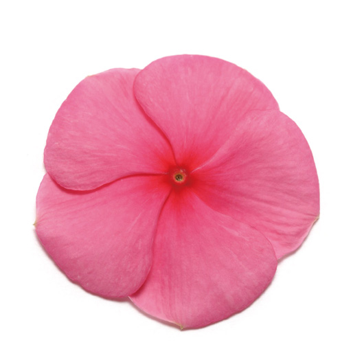 ビンカ パシフィカXP シリーズ