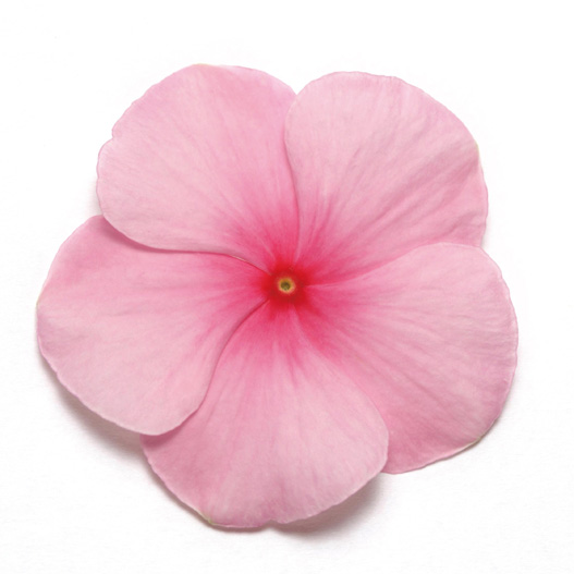 ビンカ パシフィカXP シリーズ