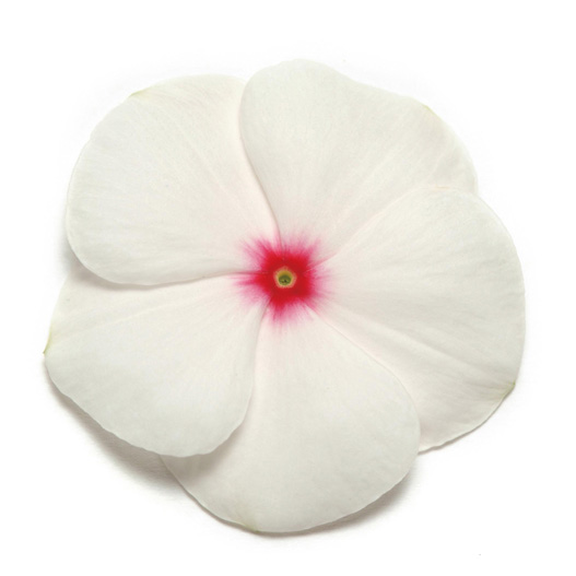 ビンカ パシフィカXP シリーズ