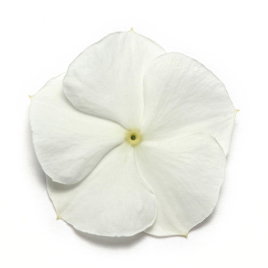 ビンカ パシフィカXP シリーズ