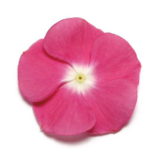 ビンカ パシフィカXP シリーズ