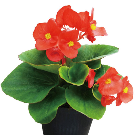 ベゴニア センパフローレンス F1 スーパークール シリーズ