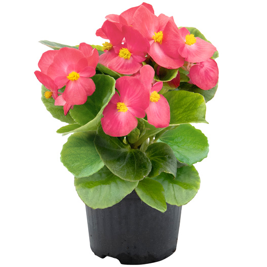 専用　超希少❣️Begonia ベゴニア 'デインティ・スプレー' スポーツ斑入り ベゴニア センパフローレンス F1 スーパークール シリーズ｜WEB