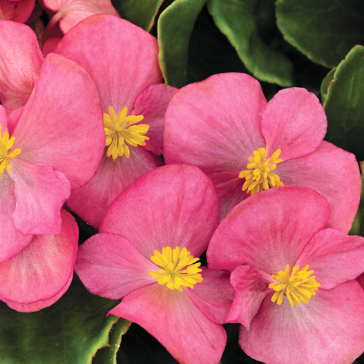 ベゴニア センパフローレンス F1 スプリントプラス シリーズ