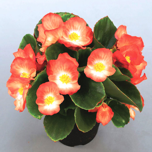 ベゴニア センパフローレンス F1 スプリントプラス シリーズ｜WEB