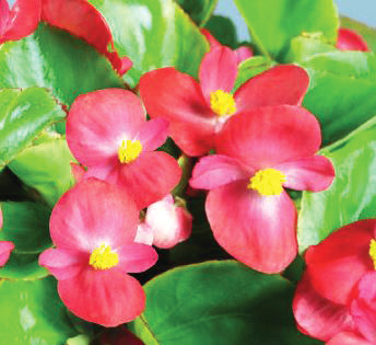 ベゴニア センパフローレンス F1 スプリントプラス シリーズ｜WEB