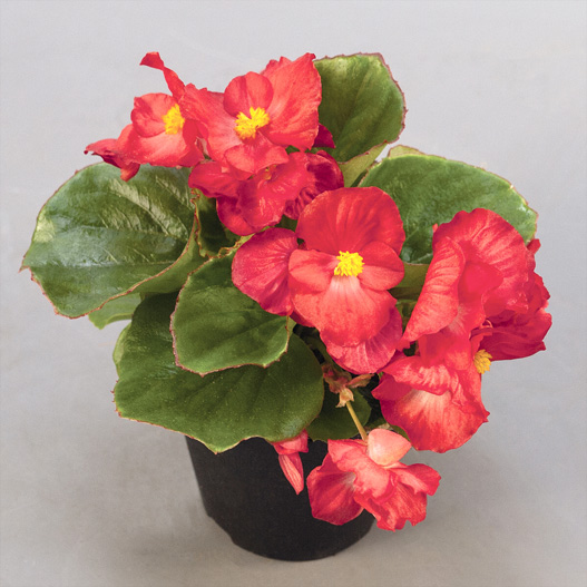 ベゴニア センパフローレンス F1 スプリントプラス シリーズ