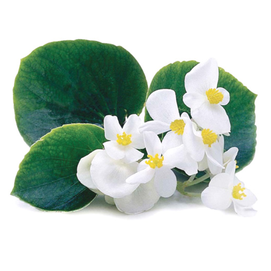 ベゴニア センパフローレンス F1 アンバサダー シリーズ