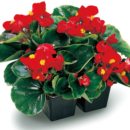 ベゴニア センパフローレンス F1 アンバサダー シリーズ｜WEBカタログ