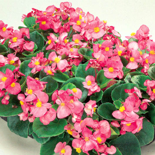 ベゴニア センパフローレンス F1 アンバサダー シリーズ