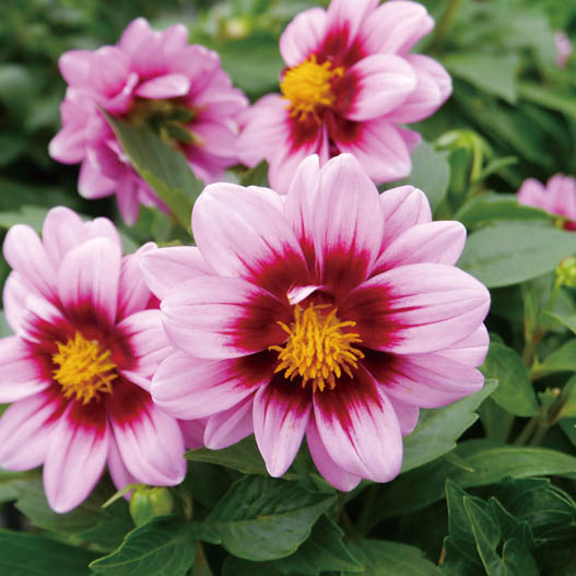 ダリア　ダラヤ ミーナ シリーズ 旧名：レディダリア