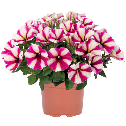 ペチュニア　スイーチュニア 