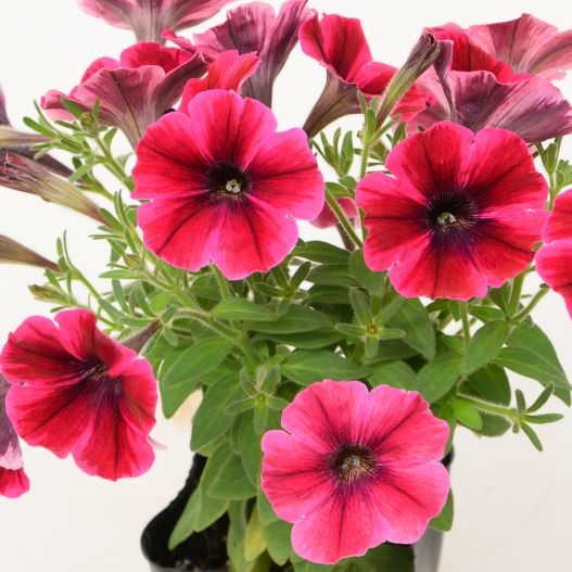 ペチュニア　スイーチュニア 