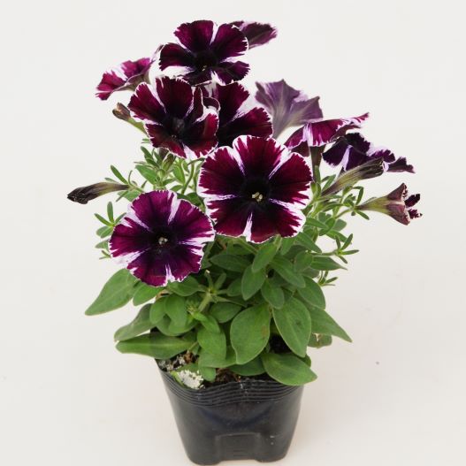 ペチュニア　スイーチュニア 