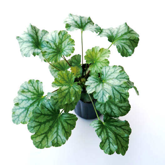 ヒューケラ　プレミアムコレクション 