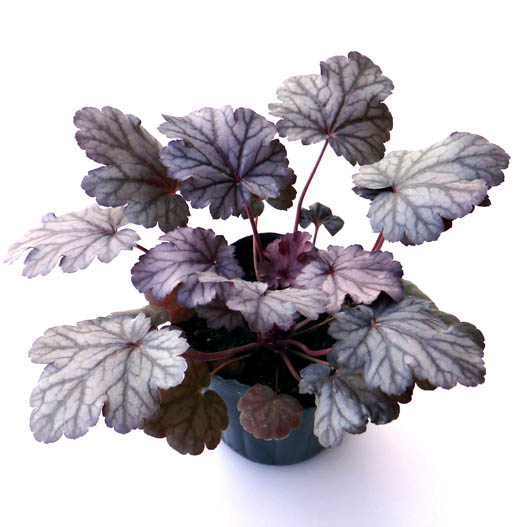 ヒューケラ　プレミアムコレクション 