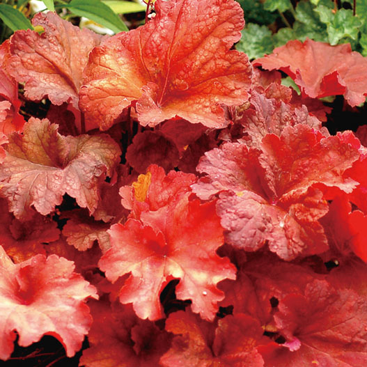 ヒューケラ　プレミアムコレクション 