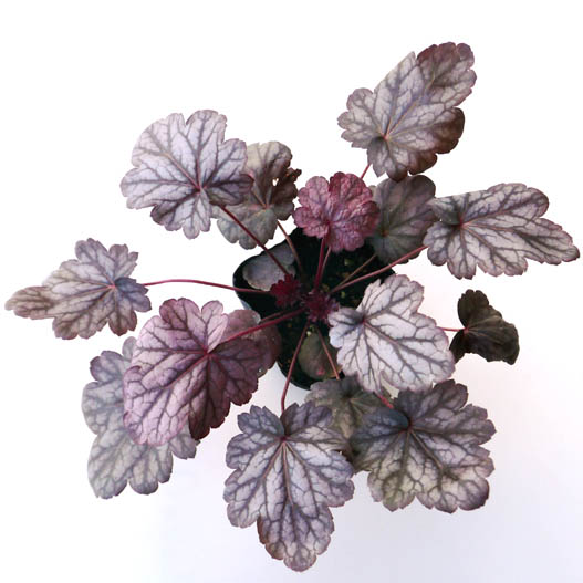 ヒューケラ　プレミアムコレクション 