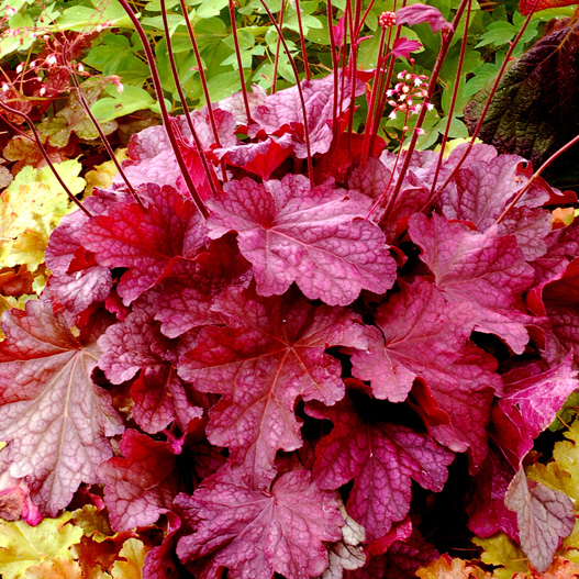 ヒューケラ　プレミアムコレクション 