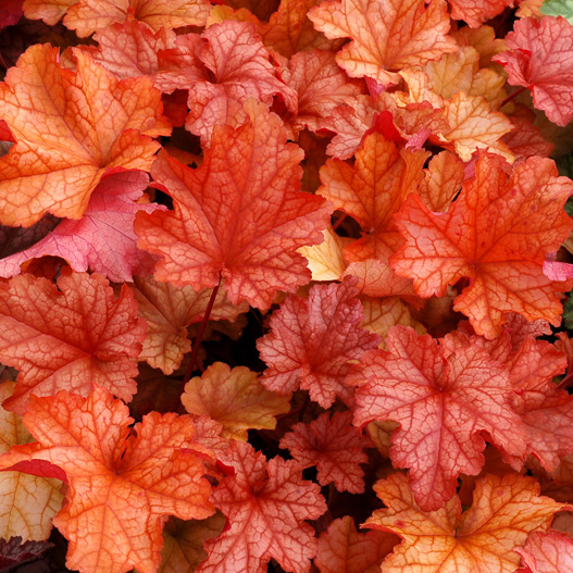 ヒューケラ　プレミアムコレクション 