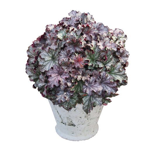 ヒューケラ　ドルチェ シリーズ 