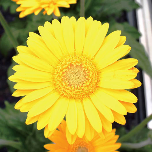 宿根ガーベラ　ガルビネア シリーズ 