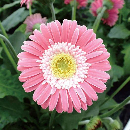 宿根ガーベラ ガルビネア シリーズ｜WEBカタログ｜未来アグリス株式