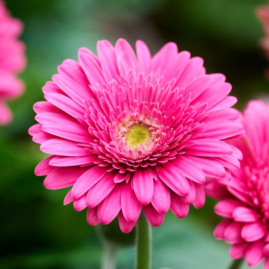 宿根ガーベラ　ガルビネア シリーズ 