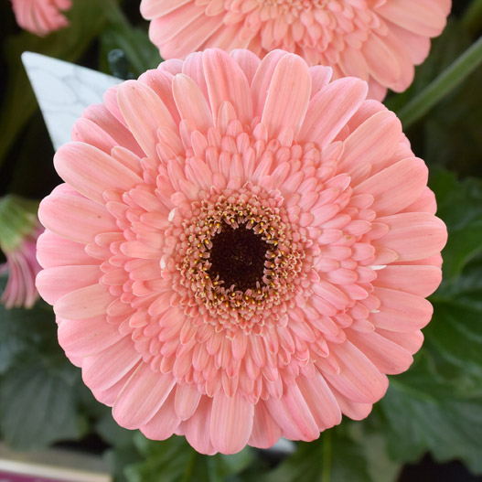 宿根ガーベラ ガルビネア シリーズ｜WEBカタログ｜未来アグリス株式