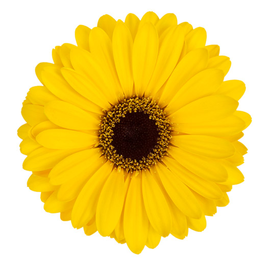 宿根ガーベラ　ガルビネア シリーズ 