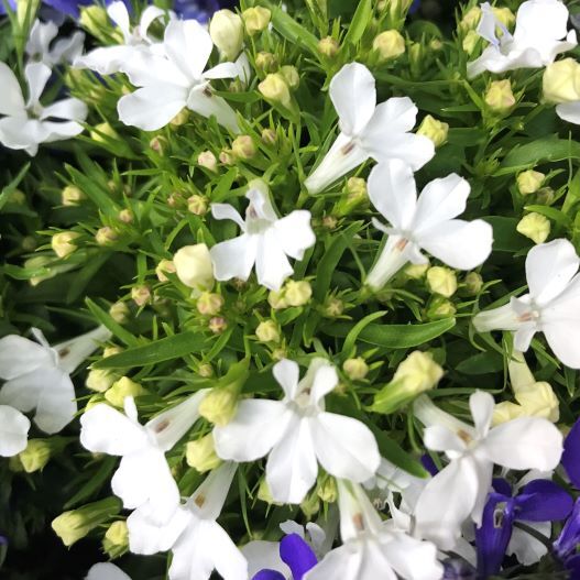 ロベリア エリヌス リビエラ シリーズ